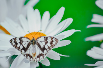 white butterfly on a flower