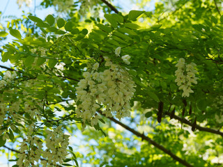 Robinia pseudoacacia | Robinier faux-acacia aux grappes de fleurs blanches pendantes et parfumées portées par des rameaux épineux portant des feuilles glabres ou folioles ovales