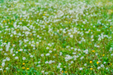 Blurred background. Green field with lots of dandelions