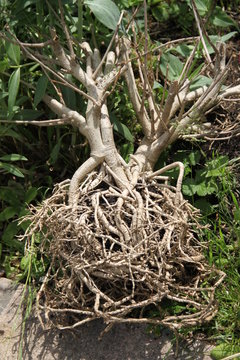 Racines nues d'un petit arbre
