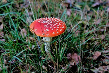Agaric Mushroom In Grass