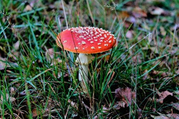 Agaric Mushroom In Grass
