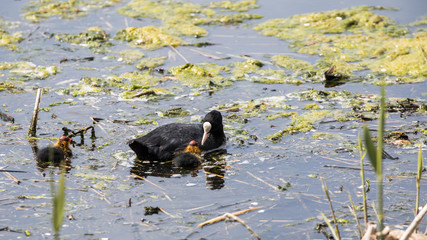 Fulica atra  coot bird