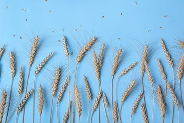 Fototapeta premium Golden wheat and rye ears, dry yellow cereals spikelets on light blue background, closeup, copy space