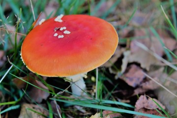 Agaric Mushroom In Grass