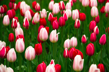 Fototapeta premium Tulips background. Nature concept-beautiful spring landscape with tulips flowers, selective focus. The texture of the flowers. Flowers postcards on a holiday, copy space. Red tulips field in sunny day