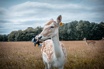 Ciervo Phoenix Park Dublín