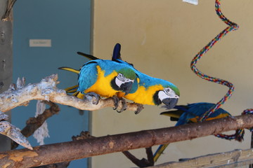Blue And Yellow Macaws