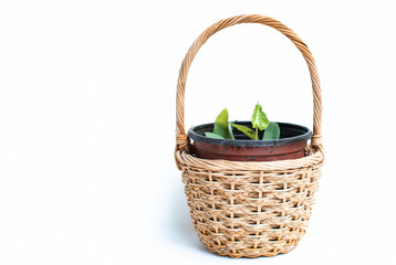 Fototapeta na wymiar Small plants and basket on white background