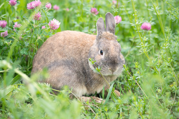 Rabbit on a meadow with pink clover, wildlife