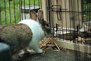 Obraz premium Cute Rabbit Trying To Open A Fence