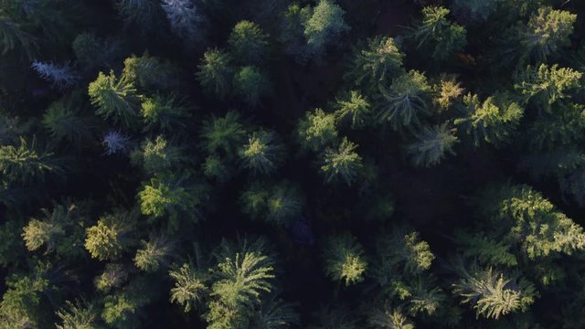 Top down aerial shot of forest in sunset. Norwegian forest. 
