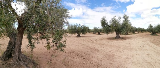 Panoramica campo de olivas