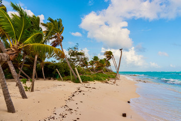 Caribbean landscape