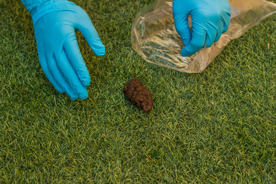 dirty job cleaning shit from ground in gloves after animals activity in the park green grass background surface poster