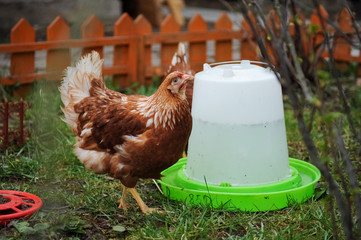 Red chickens on a private farm in the village