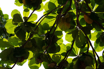 green leaves in the forest cover the  sky