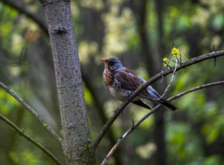 brown winged finch bird flew to the trough to peck seeds
