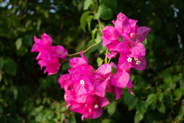 vivid beautiful pink flowers in the garden