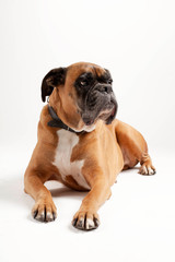 Boxer dog on white background.