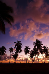 Fototapeta na wymiar Caribbean Palm Tree Sunset, Antigua