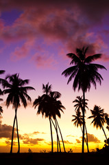 Obraz na płótnie Canvas Colorful Caribbean Sunset And Palm Trees, Antigua