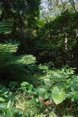 Fototapeta premium シダやクワズイモが生育するジャングルの入り口