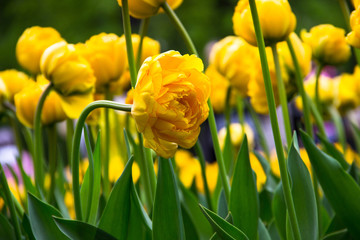 Obraz premium Tulips background. Yellow tulip on yellow tulips field background, macro. Nature concept - beautiful spring landscape with tulips flowers. Flowers postcards on a holiday, blank for designer,copy space