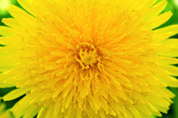 Dandelion flower close-up. Top view on a background of green grass. Yellow petals, stamens and pistils. Colorful illustration on the theme of summer and warm season. Bright saturated color. Macro