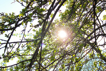 Branches with flowers and leaves against the sky illuminated by sunlight.