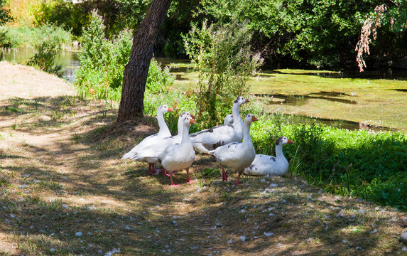 Bandada de ocas en la orilla del r&iacute;o Ucero en Soria, Espa&ntilde;a