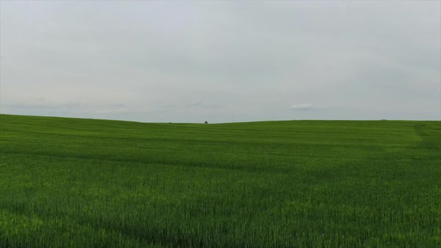 Niedrigflug grünes Weizenfeld im Frühling in Schleswig-Holstein, Deutschland