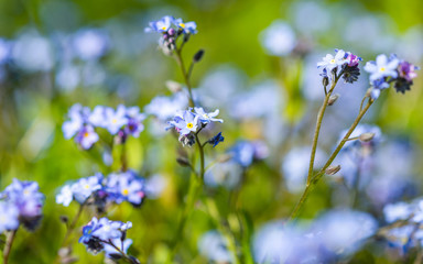 kwiat, fiolet, charakter, kwiat, roślin, jardin, roz, zieleń, jary, lato, lavende, flora, kwiat, kwiat, pola, kwitnienie, kwiatowy, fiolet, piękne, beuty, ziele, hayfield, naturalny, roślin, makro