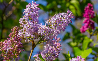 kwiat, fiolet, charakter, kwiat, roślin, jardin, roz, zieleń, jary, lato, lavende, flora, kwiat,...