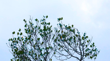  jackfruit tree and their leaf in sky background