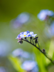 kwiat, fiolet, charakter, kwiat, roślin, jardin, roz, zieleń, jary, lato, lavende, flora, kwiat, kwiat, pola, kwitnienie, kwiatowy, fiolet, piękne, beuty, ziele, hayfield, naturalny, roślin, makro