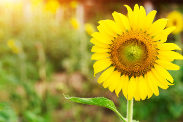 Fototapeta premium sunflower field in summer