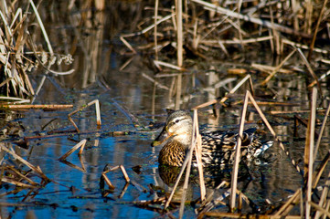 Isolated hen mallard duck swimming in a natural marsh habitat.