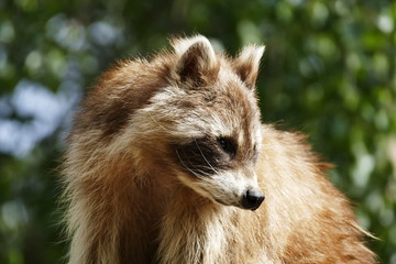 Fototapeta premium Waschbär
