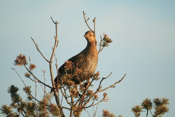 Black grouse or blackgame or blackcock (Lyrurus tetrix) lekking in the morning
