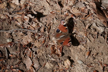 Schmetterling