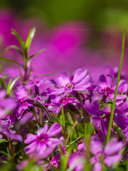 kwiat, fiolet, charakter, kwiat, roślin, jardin, roz, zieleń, jary, lato, lavende, flora, kwiat, kwiat, pola, kwitnienie, kwiatowy, fiolet, piękne, beuty, ziele, hayfield, naturalny, roślin, makro