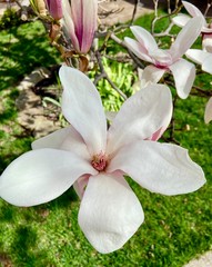 Closeup of Magnolia Bush flowers in early Spring