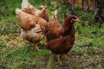 Naklejka na ściany i meble Red chickens on a private farm in the village
