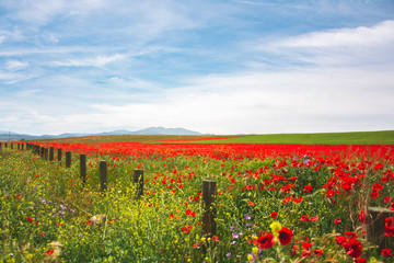 spectacular field of poppies in spring