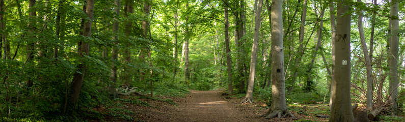 walkway through forest in springtime
