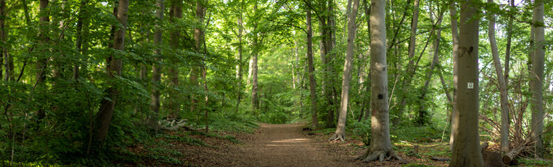 walkway through forest in springtime