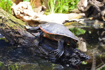 Fototapeta premium turtle on the lakeside of the zoo