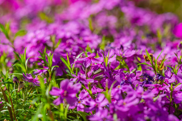 kwiat, fiolet, charakter, kwiat, roślin, jardin, roz, zieleń, jary, lato, lavende, flora, kwiat, kwiat, pola, kwitnienie, kwiatowy, fiolet, piękne, beuty, ziele, hayfield, naturalny, roślin, makro