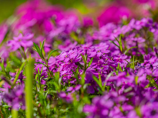 kwiat, fiolet, charakter, kwiat, roślin, jardin, roz, zieleń, jary, lato, lavende, flora, kwiat, kwiat, pola, kwitnienie, kwiatowy, fiolet, piękne, beuty, ziele, hayfield, naturalny, roślin, makro